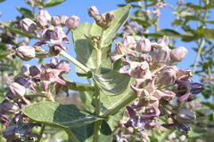 Calotropis gigantea